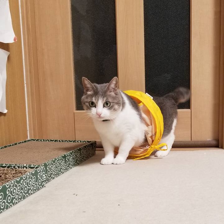 60897f83 5561 46b2 9bd1 f3696c07f131 1576372738673