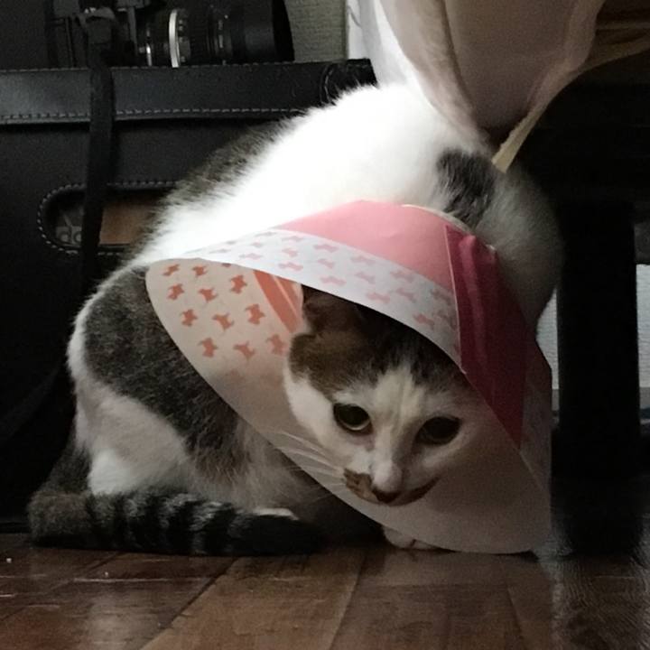 608c414e 6fe3 4cd6 af8d 2af04307ac3b 1541727390563