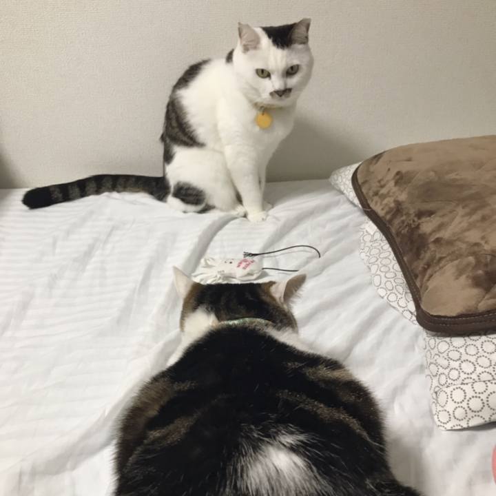 60982cbf a510 4db3 b0ca 1f57a9191da5 1553229071077