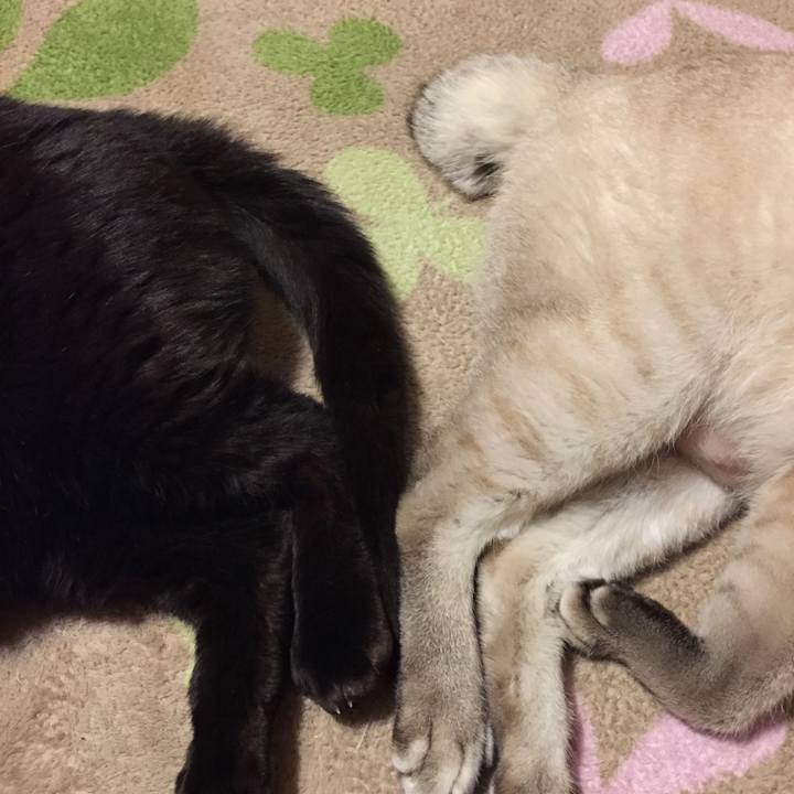 609c1e65 1495 4f91 9d30 450bc192b4ad 1517399364973