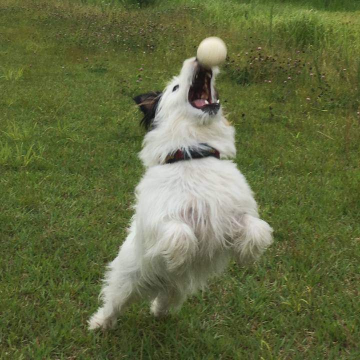 609f0831 6bed 428c aa7a 12dd7d0450b7 1528843541046