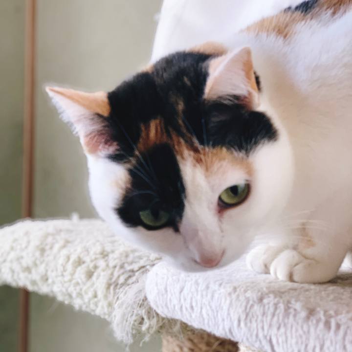 609fbe2a 4300 4135 9705 40987ee40c8c 1555553497317