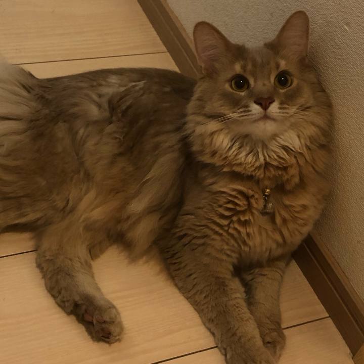 60a00e72 3fde 4f62 a919 17304998137b 1619538149195