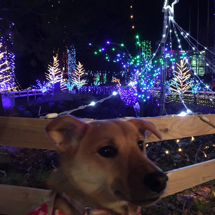 60a1c33a dd65 4b90 a0cc ef29b110dea1 1512837259191