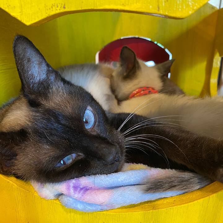 60a1d0ca f33d 4c74 acc5 4c6e9a615c92 1747538978374