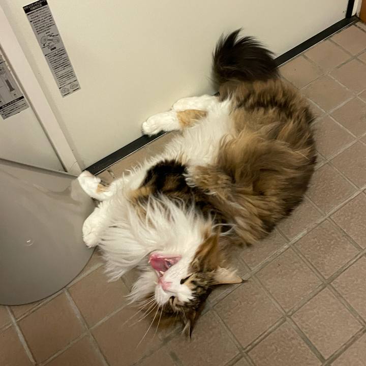 60a29af2 3e79 43e0 8d8c aea4af42d5bd 1679599109540