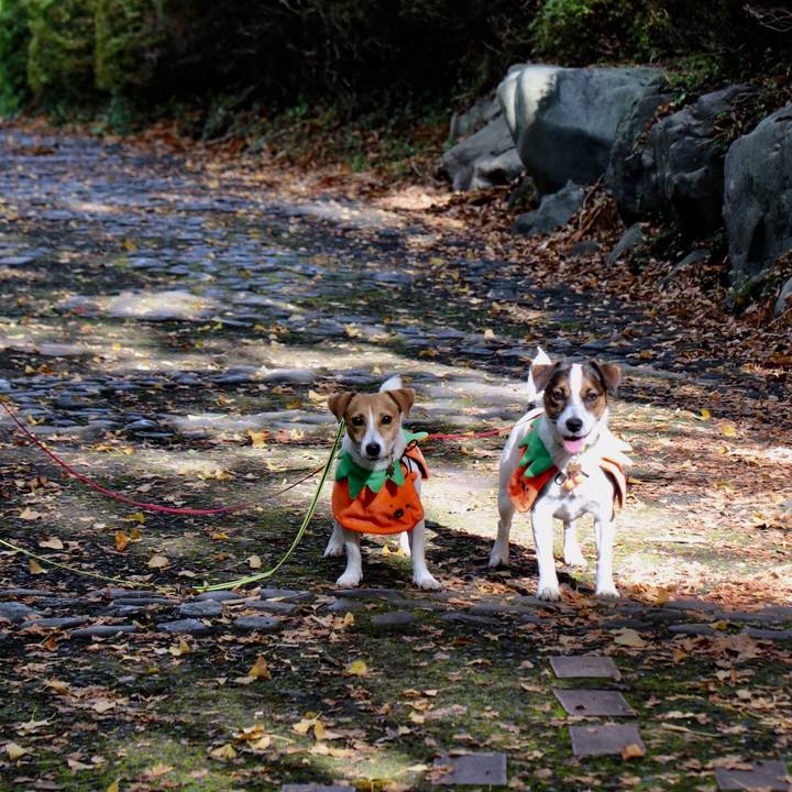 60a2be6b 8514 4193 a2cf b31e5f27807c 1540702192172