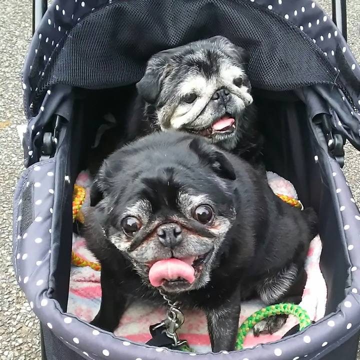 60a5c91c eec1 4fc0 9868 634f3eb9bf3a 1527951103303