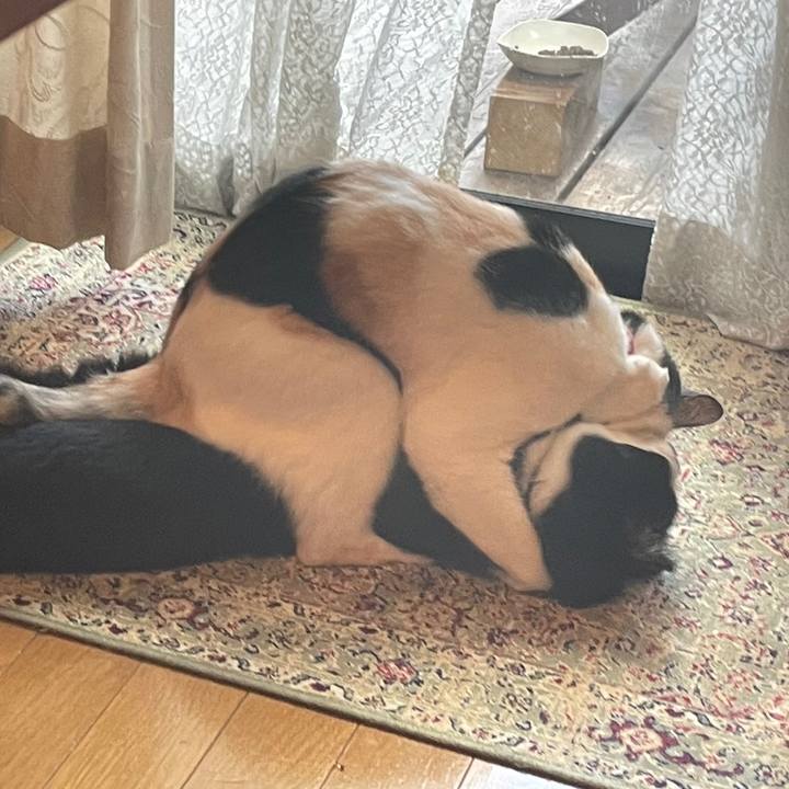 60a68184 02f8 4952 af0d 1151f05c8da9 1721881573828