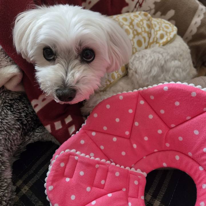 60a787c3 24db 4a41 8b7a 2338dc922c0e 1773541192941