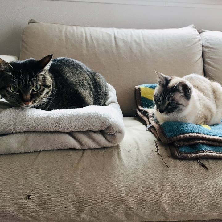 60a85511 06fa 4333 b6bd f1373ec8d970 1585703600015