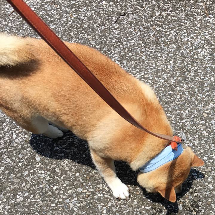 60a87e99 3ad4 4937 85b6 df5c85da6bd2 1560914929186