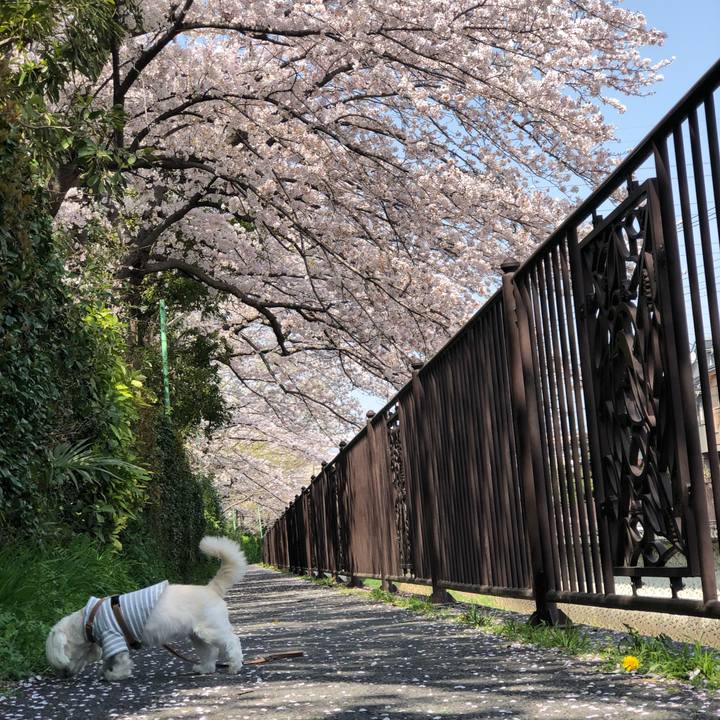 60a8b0b9 2a43 44e4 92e6 6b2c266ef8e6 1522295946504