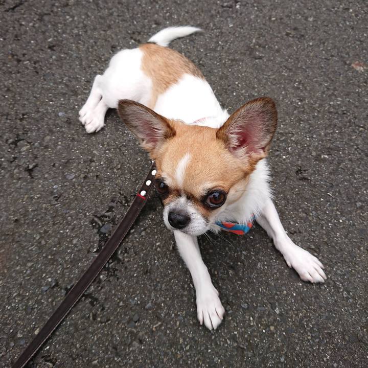 60a9bd43 bc6f 4dfa 89f6 11a7ac4dbbff 1596197450327