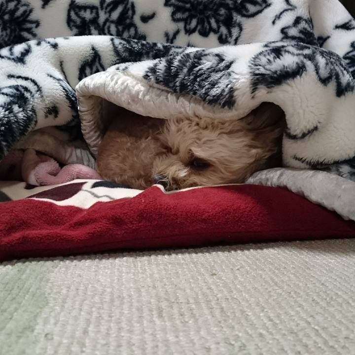 60ac3374 452a 4f58 891f 6a2ab856ee67 1545781212736