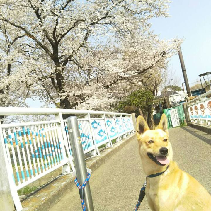 60ad3748 839c 42f8 814f d4ef4504511c 1522301466143