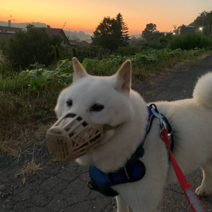 60ae229d c062 4f70 a0e3 2ea242da9f84 1628279822049