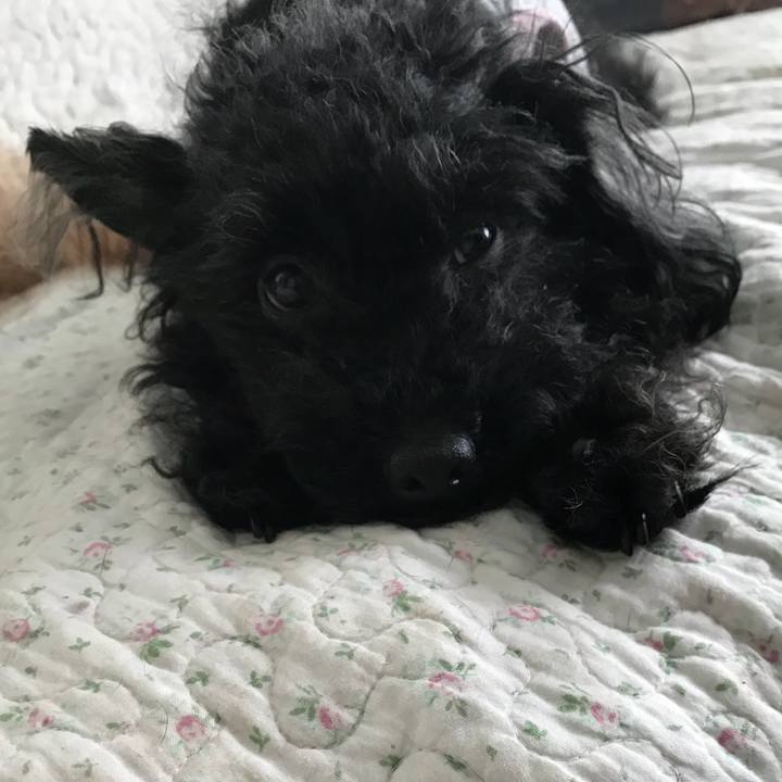 60af4b10 1989 4673 a23d 62cf95188b8f 1528851736010