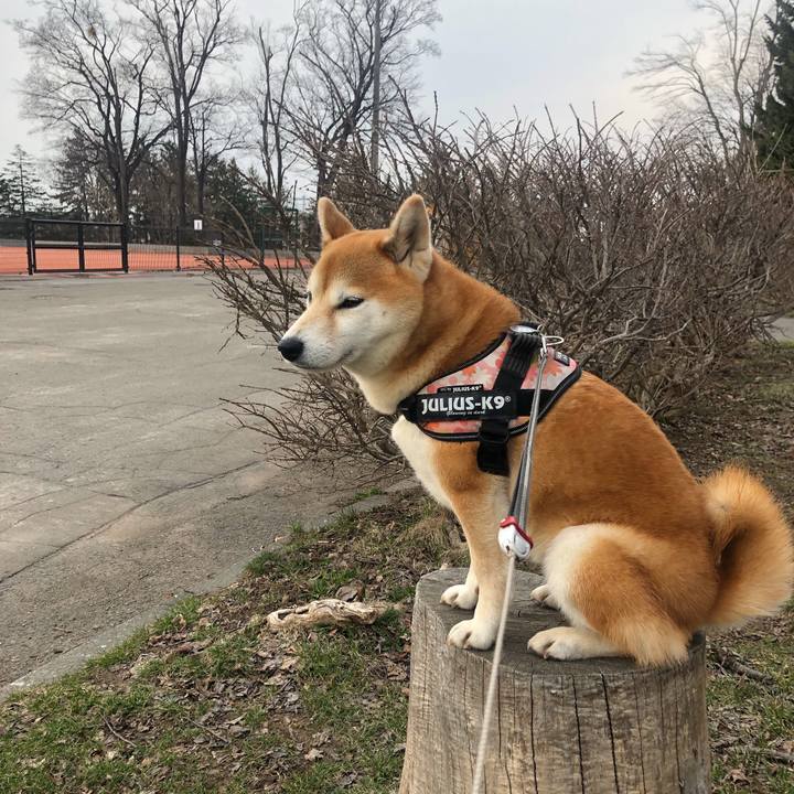 60b0d474 2c08 4188 8265 5ae7ee206c1c 1555239145717