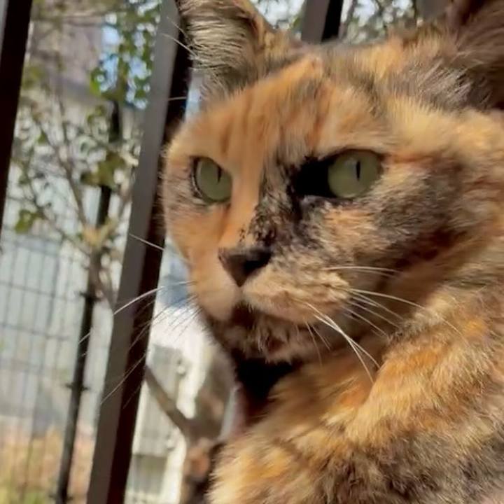 60b0dfcf 1106 4253 86c6 4477c77969b5 1775098231253