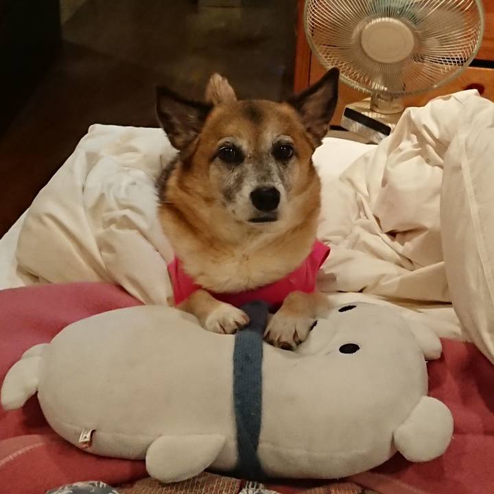 60b0e264 ab20 4b2c 84ec 0df49b56c103 1529417833007