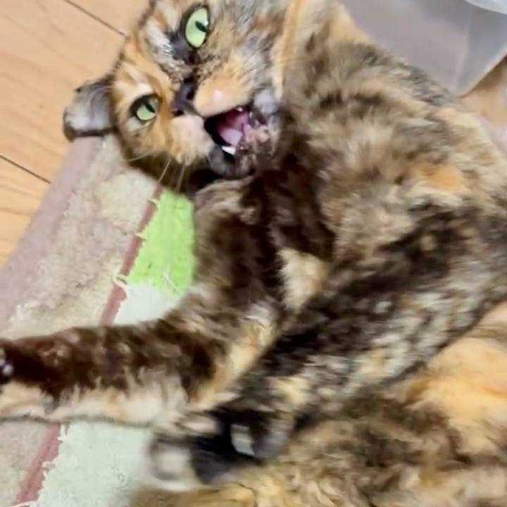 60b131c3 970b 4cc5 b335 e58a14860b32 1748204471877