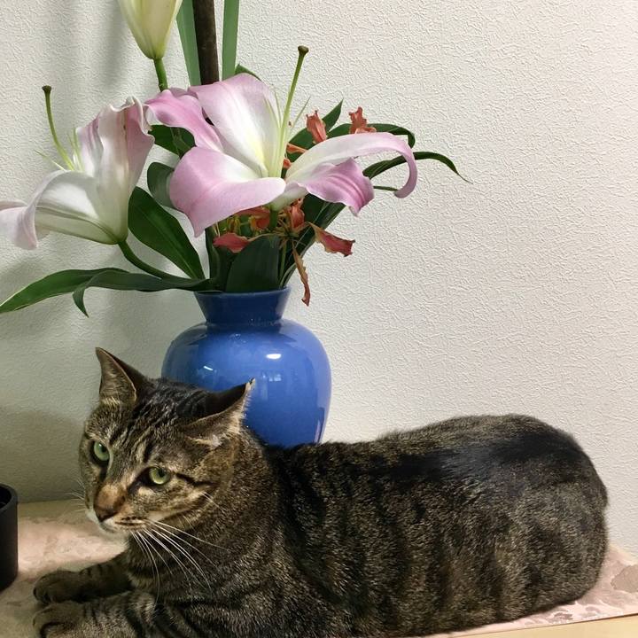 60b338c8 7cf7 42df add8 e3151ede811b 1529129569699