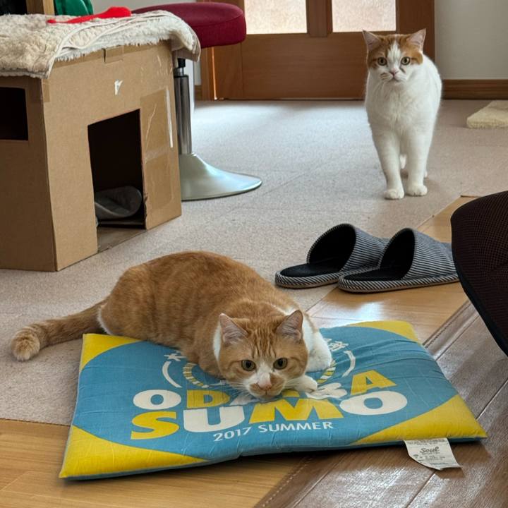 60b3ba04 b683 4621 8e2e 32b6baca55f9 1776394034944