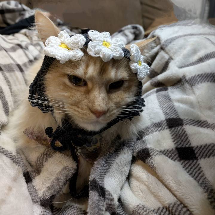 60b83bd4 e13f 4dd6 9f6d 8d7d0242be5d 1770041608331