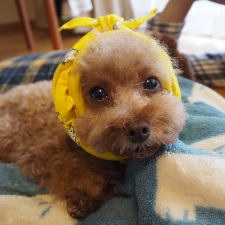 60b9be41 2ad8 4458 851d d0b5e981350c 1509168532346