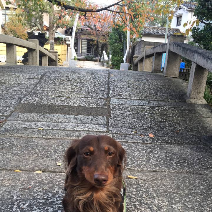 60bafb15 e55b 49f7 ae02 231768bcc2c9 1510491158672