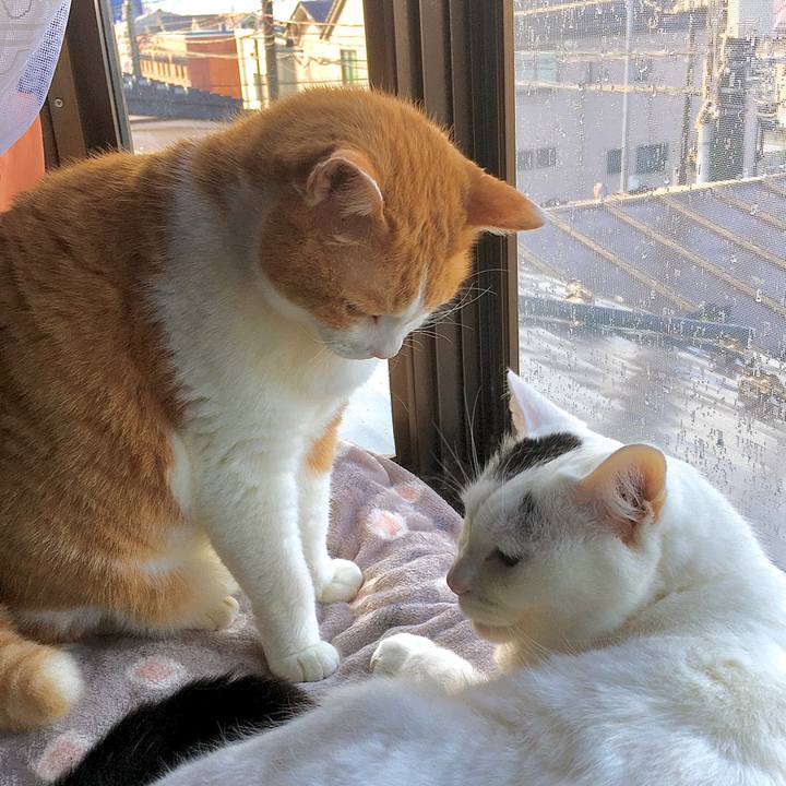 60bb4fcd 3687 40cf a9ec df32ce8cf30d 1617087043831