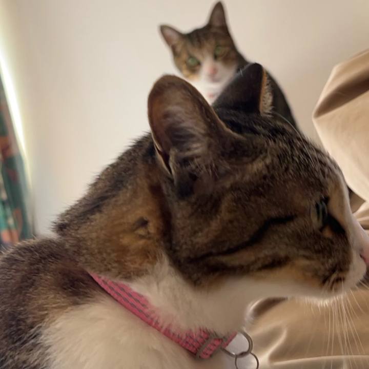 60bd19ef daa4 47bc b16b 94f0b4edb2eb 1758166326786