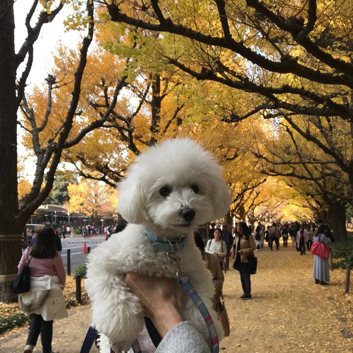 60c3ffd0 e1c7 4b82 b4b9 a06136a3e688 1511943082273