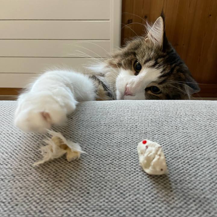 60c4afcc 250d 4720 b753 735369685a87 1657743561558