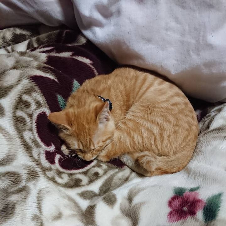 60c522ea 6e84 44dd a288 2ae51d9fb3fe 1634301820823