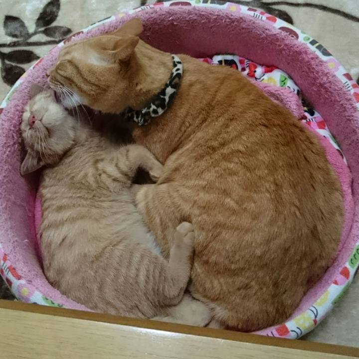 60c56a66 ff9b 4d17 8b48 4960742a08c3 1542165385256