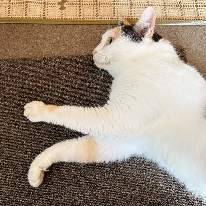 60c6602c e809 4ec9 9e1f dcaa9009e717 1726104484219