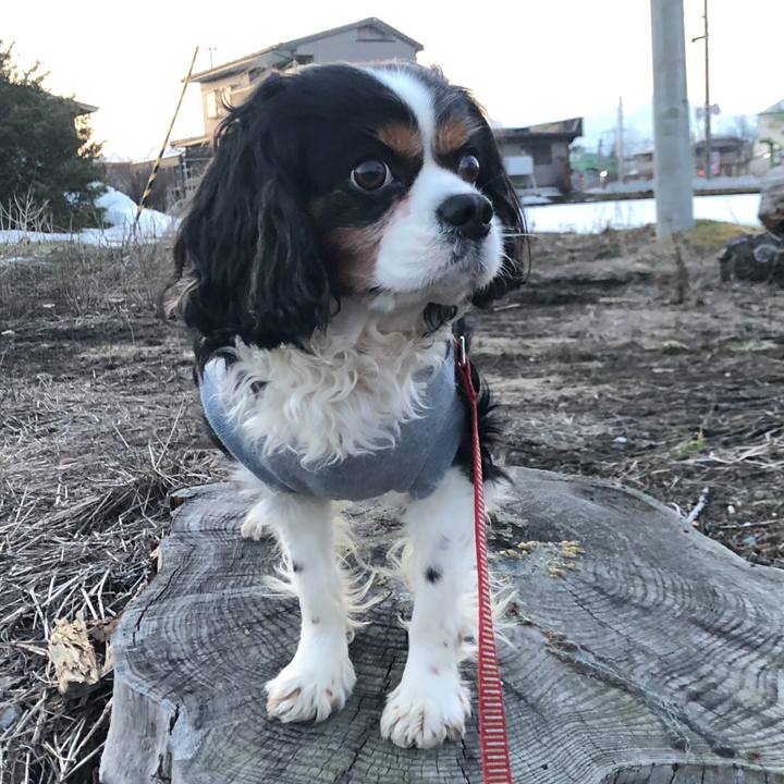 60c8603e b838 470e a6f9 8195d71bea90 1551603710671