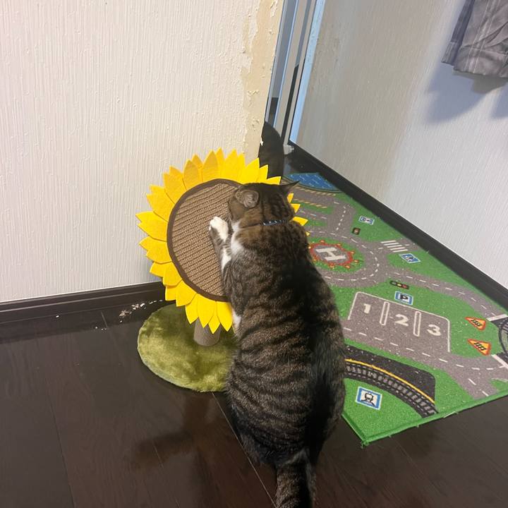 60cb0c25 f300 482a 9268 b4525cbfcd4a 1759651819096