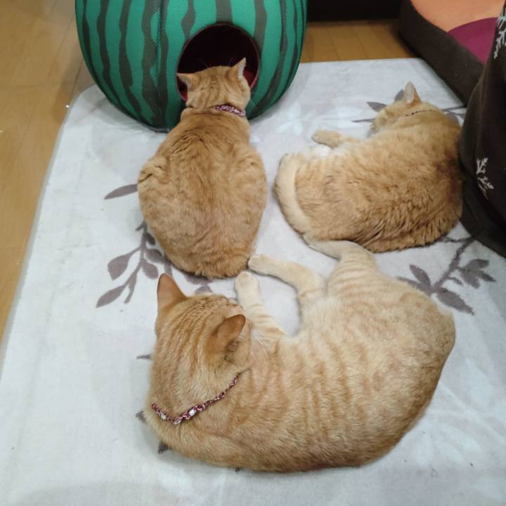 60cb5f52 19ed 4f20 80b0 4a10590bcb38 1651319719916