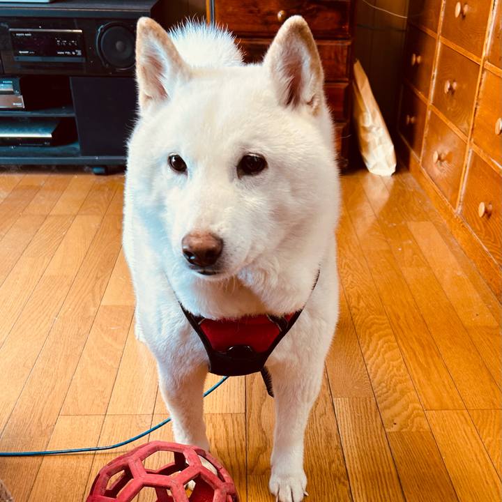 60ce4ee8 bc6f 452b 83cd 1c56dad9663f 1710109283822