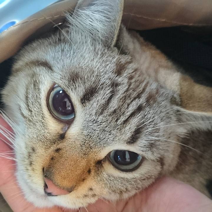 60ce7400 44b0 4747 a47e 8191e796d949 1509756668174