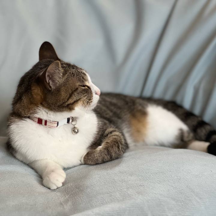 60cf408e 1c48 456a 8523 7c8cbb363fab 1728451731781