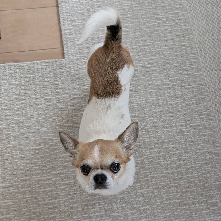 60cff086 f1f3 47d3 816f 05c54796a93a 1751875137302