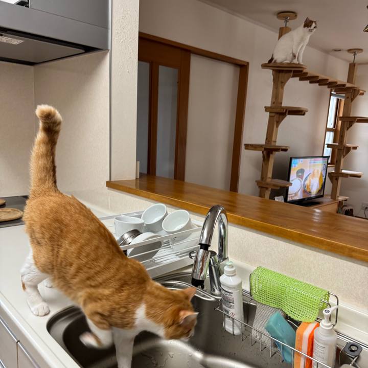 60d12a5c 8059 427d 8127 e46dd97bea07 1775528817255