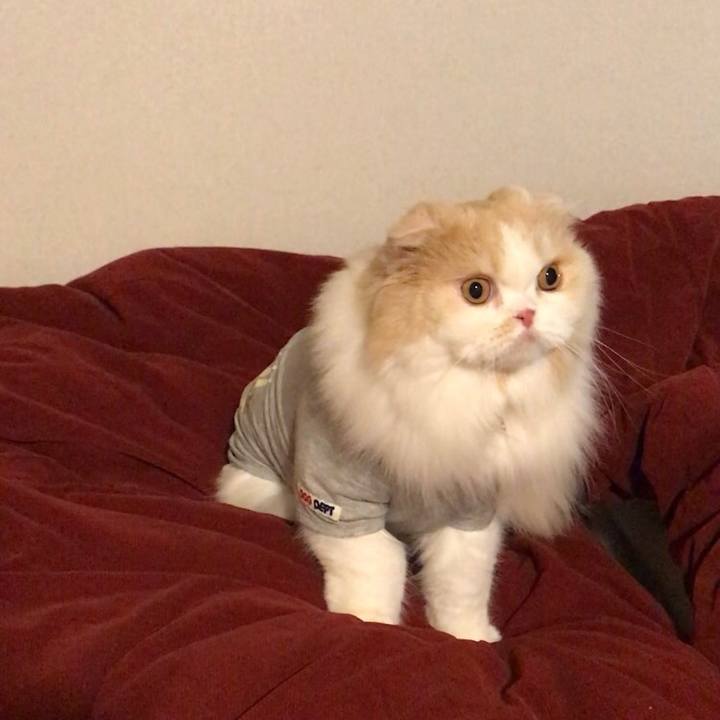 60d405ff cc8c 4a2e a8ba 7c1162f82815 1552094970983