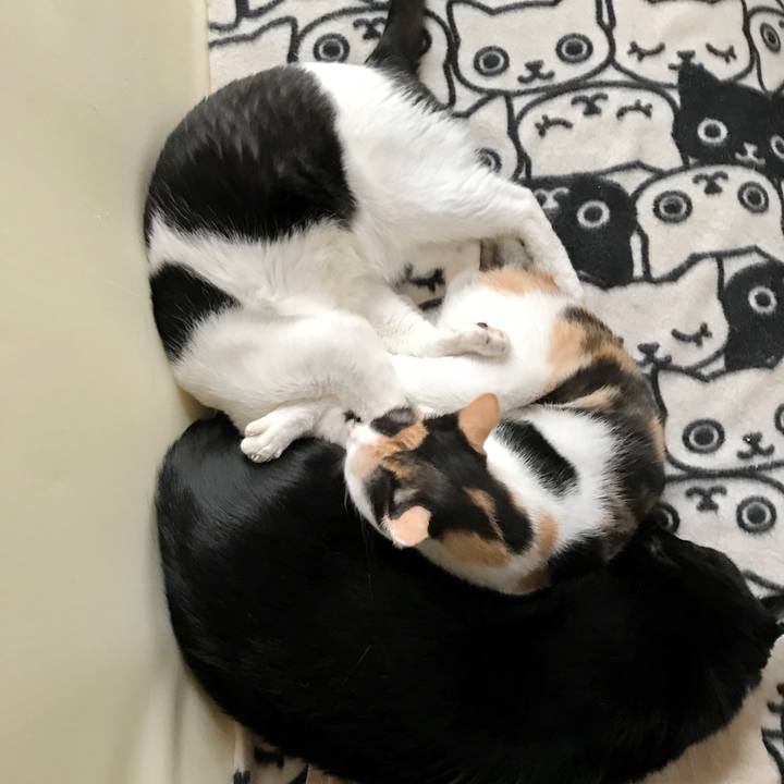 60d67adb f0c8 46ee bce2 25d89bc27f96 1508319374738