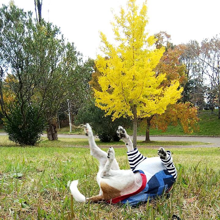 60d9b490 0d4b 4032 a261 7b1b5a6bc950 1543127366451