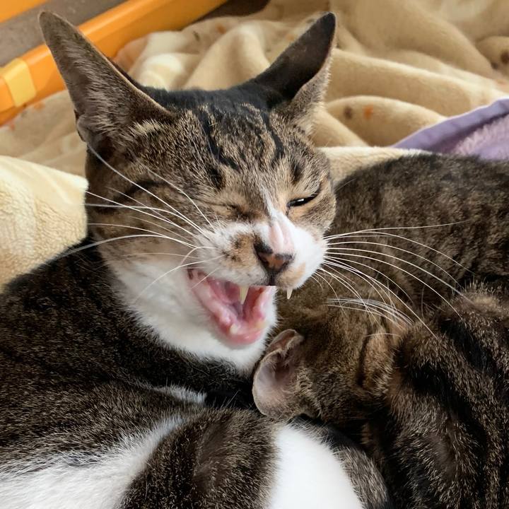 60daee96 c350 45e2 9f5e 2779c2b9c1eb 1544235606375